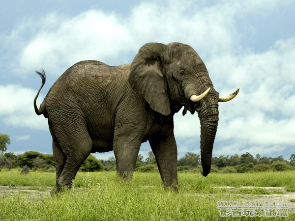 african-elephant_435_600x450.jpg